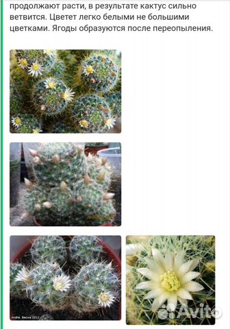 Кактус мамилярия Вильда