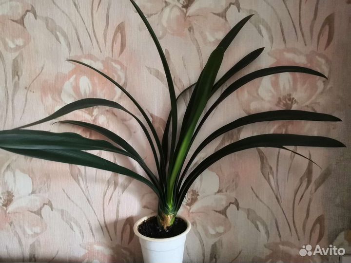 Кливия, цветы оранжевые