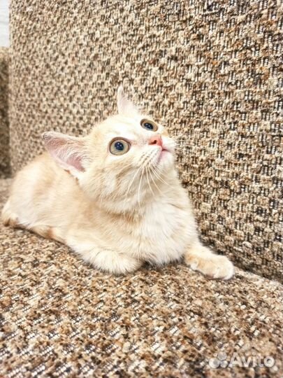 Котенок девочка в самые добрые руки