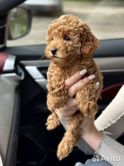 Той-пудель девочка тикап