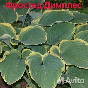 Хоста декоративная