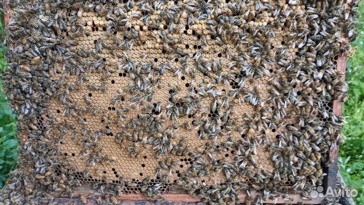 Пчело расплод рамка