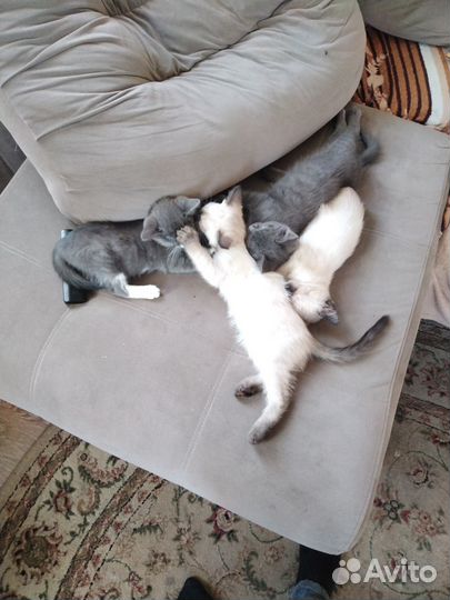 Котята ищут дом