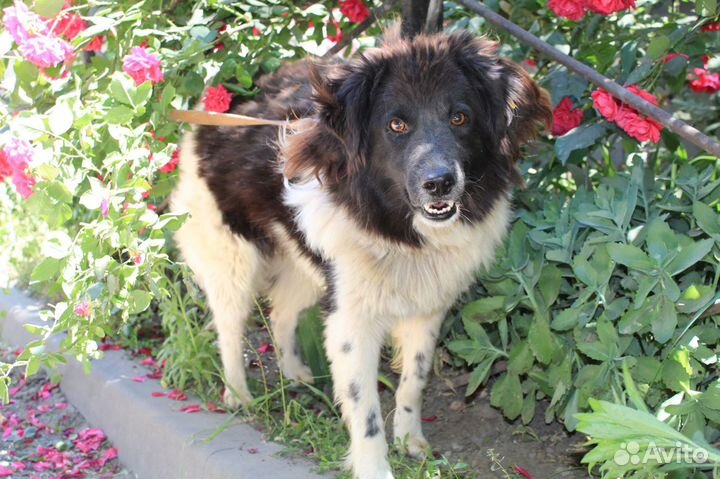 Малышка в поисках дома