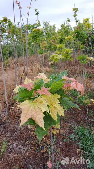 Вяз клён дуб ива тополь