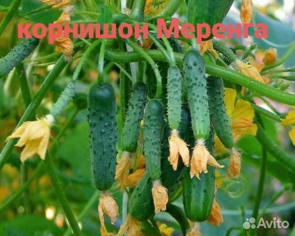 Рассада огурцов