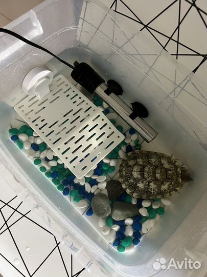 Черепаха с аквариумом