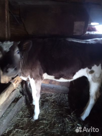 Телки на мясо