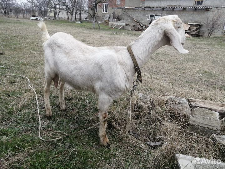 Англо нубийские козы дойные