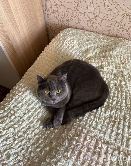 Отдадим котика в добрые руки