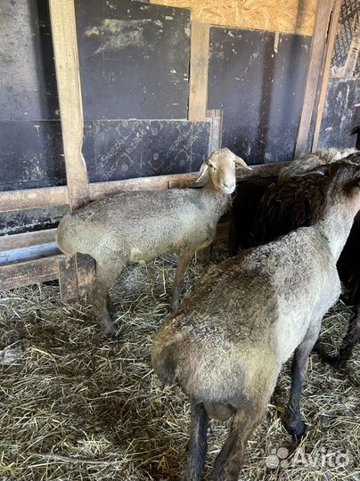 Бараны, овцы, ярки ягнята