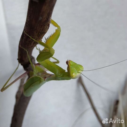 Богомолы (несколько видов)