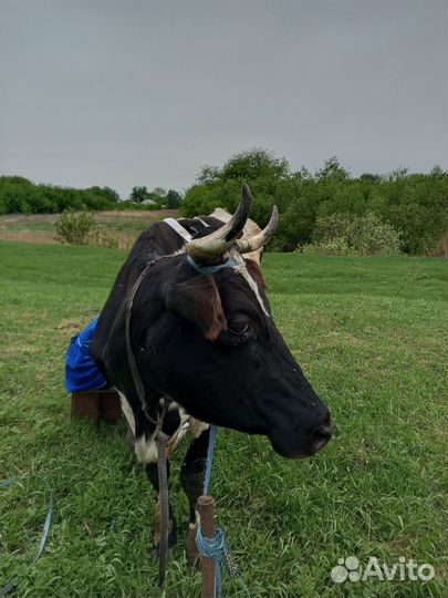 Коровы дойные молочные