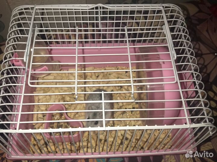 Хомяки вместе с клеткой