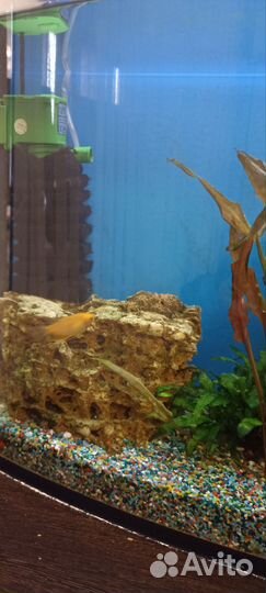 Аквариум с рыбками