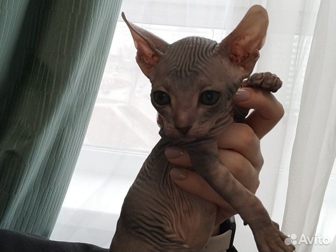 Котята сфинкс