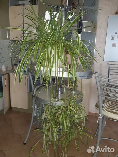 Комнатные растения цветы