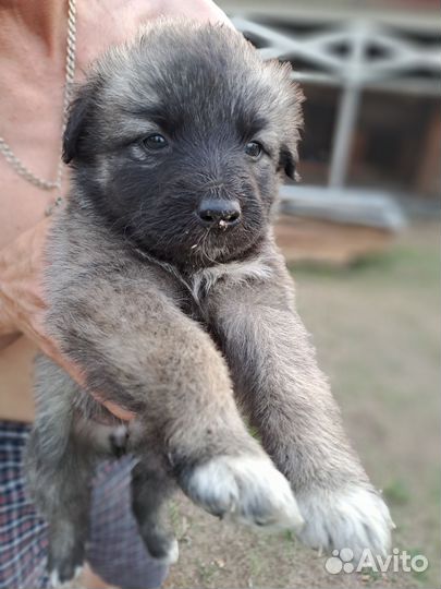 Отдам в добрые руки щенков