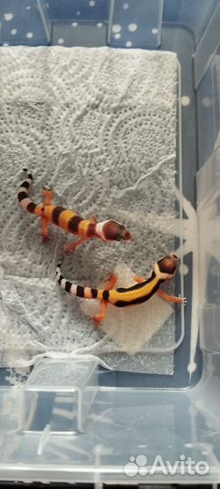 Эублефар малыши