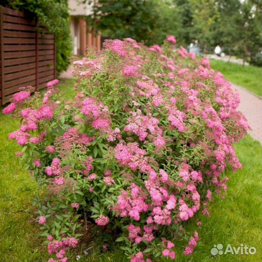 Спирея Энтони Ватерер