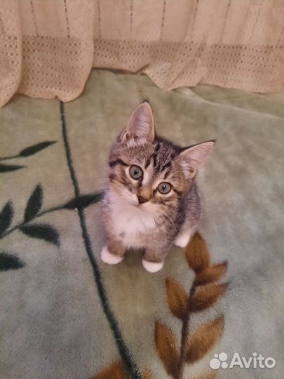 Котёнок в дар