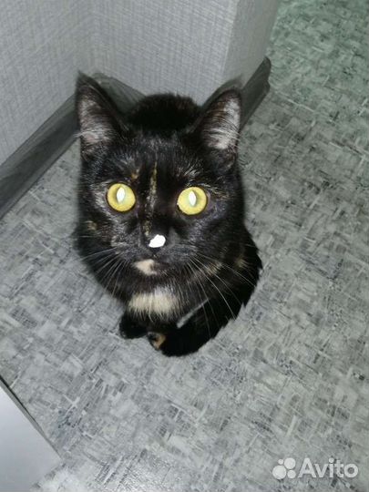 В добрые руки трёхцветная кошка