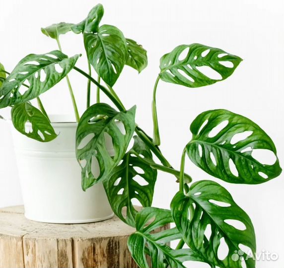 Комнатные растения цветы