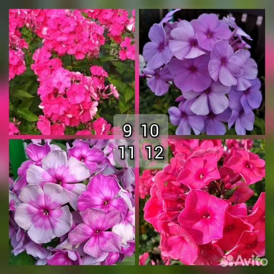 Флоксы сортовые из моего сада
