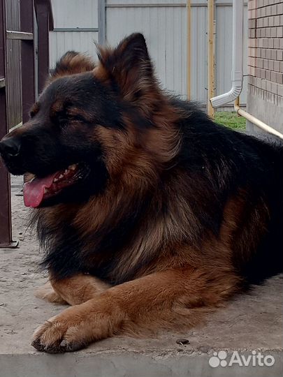 Немецкая овчарка вязка