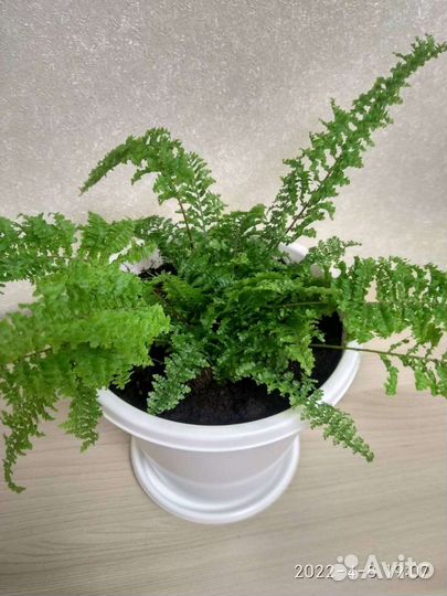 Папоротник Нефролепис кудрявый