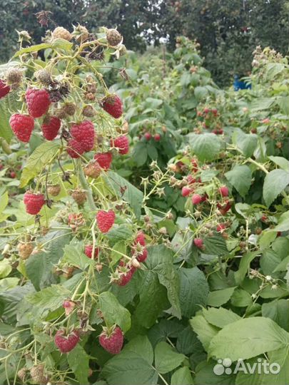 Рассада Малины Сорт Полька, Бабье лето