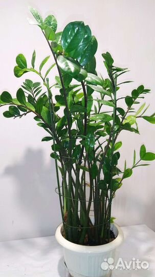 Замиокулькас