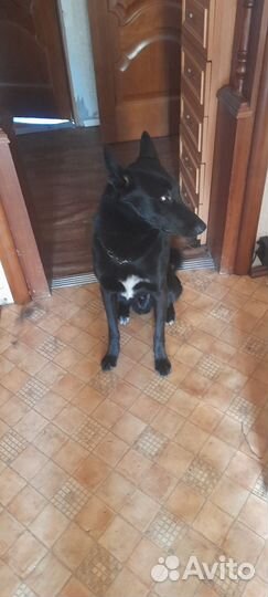 Собака в добрые руки отдам бесплатно