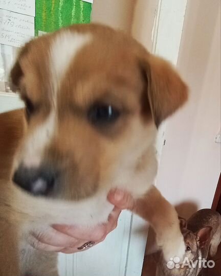 Нужен домик и хорошие руки щенку