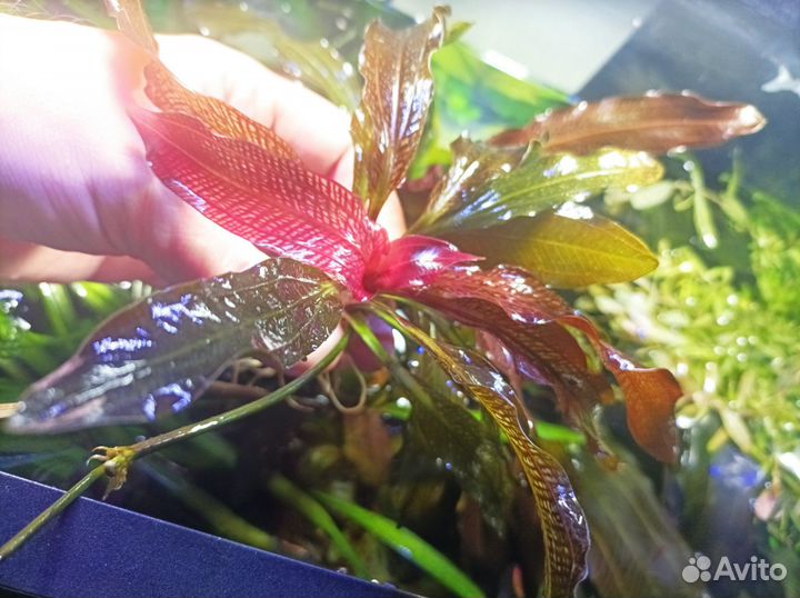 Аквариумные растения