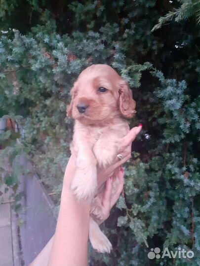 Кокер спаниель