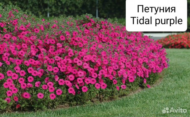 Петуния тайдал