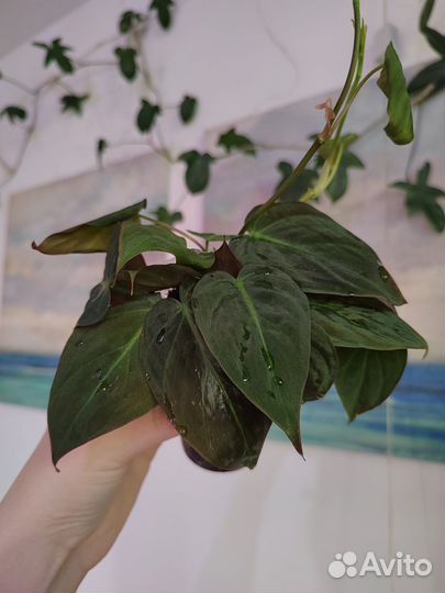 Филодендроны, сциндапсусы