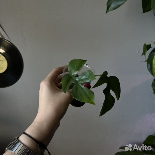 Рафидофора тетрасперма