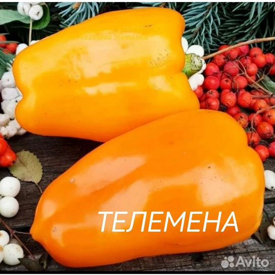 Семена сладкого перца