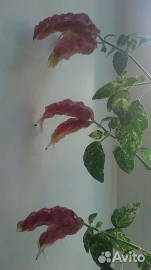 Белопероне вариегатная, хойя Bella