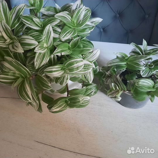 Традесканция комнатные цветы