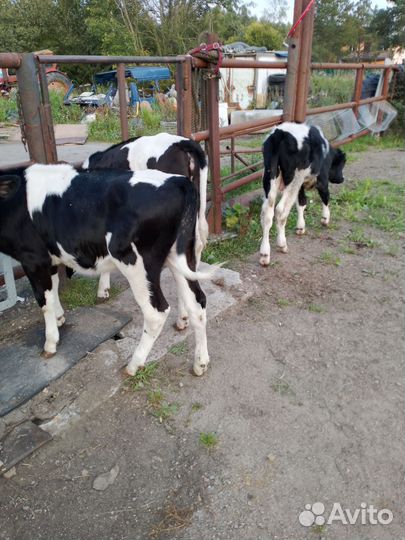 Телята бычки