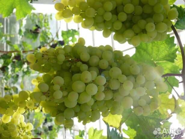 Саженцы винограда, роз, декоративных растений