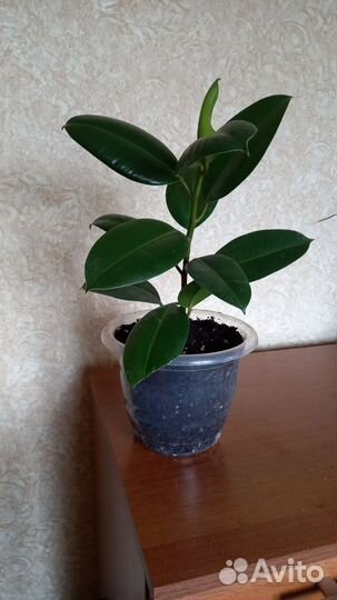 Фикус каучуконосный