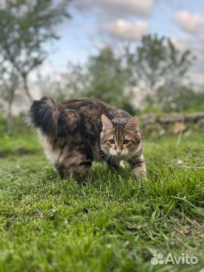 Курильский бобтейл вязка