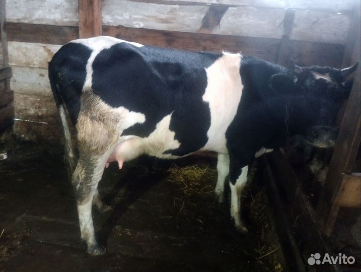 Корова дойная