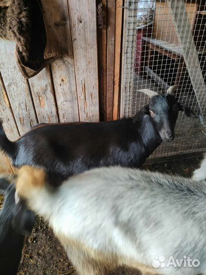 Козы заанинские