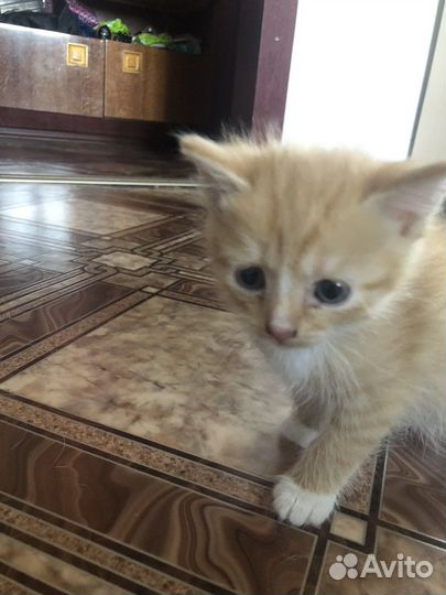 Отдодим в хорошие руки беспородистые кошки,котята