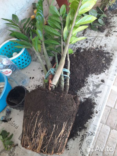 Замиокулькас